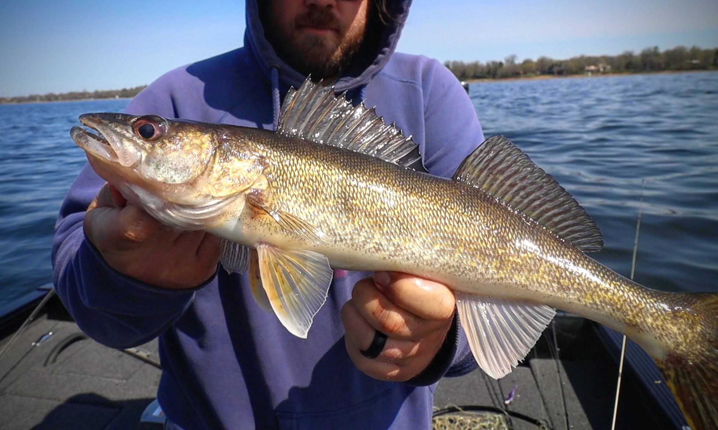 How To Catch Spring Walleyes Northland Fishing Tackle