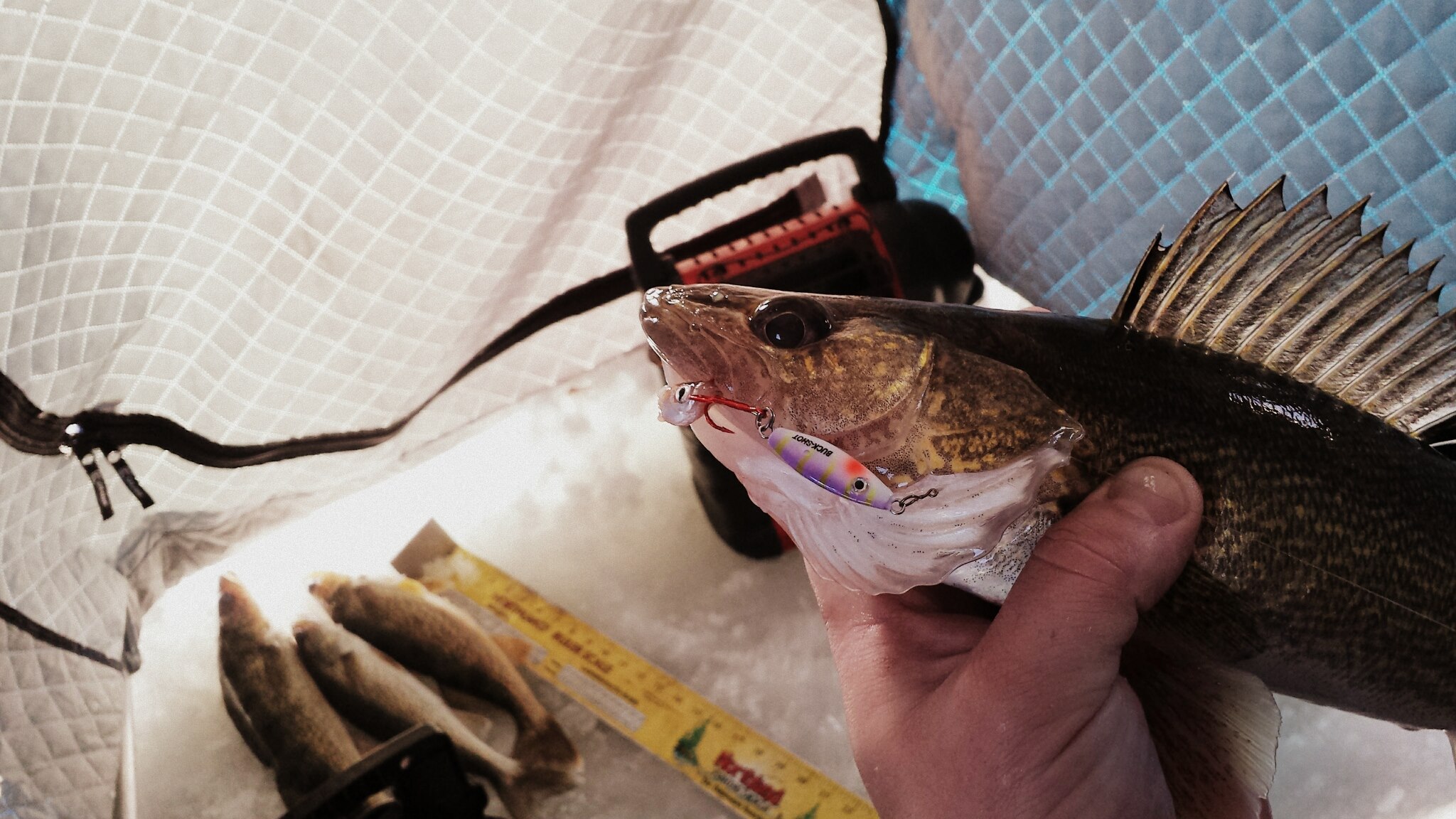 WALLEYES ON SPOONS THROUGH THE ICE