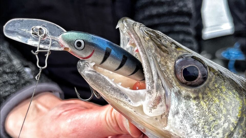 Trolling Crankbaits For Shallow Walleye