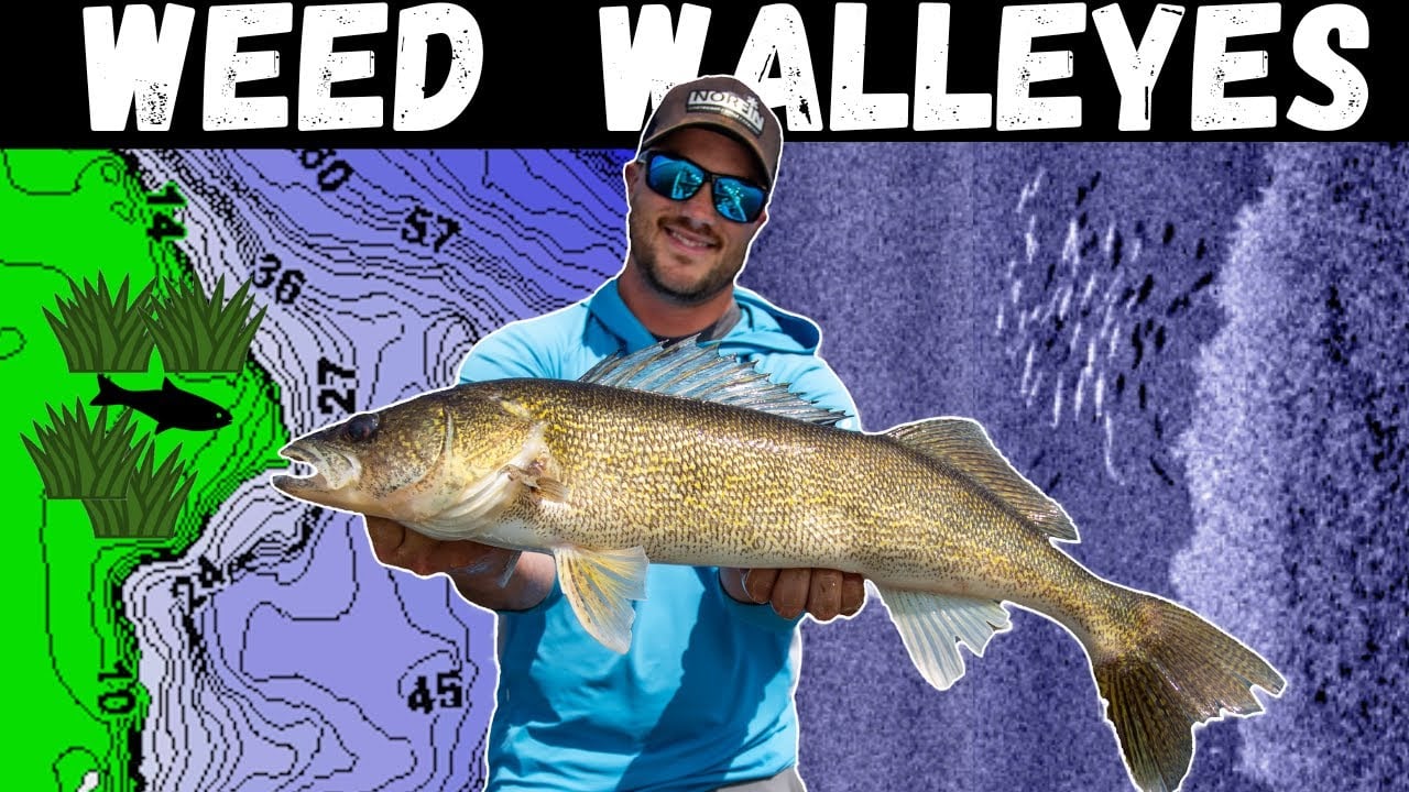 Catching More Weed Walleyes
