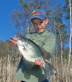 Northland Thumper Crappie King
