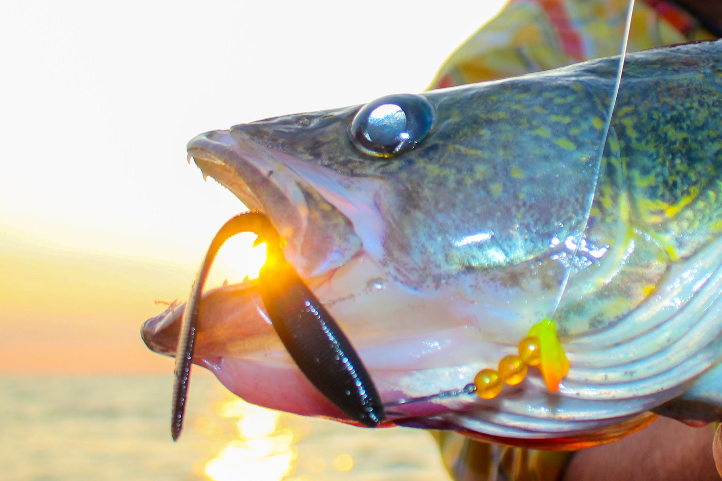 Fishing for Walleyes with Shiners - Northland Fishing Tackle