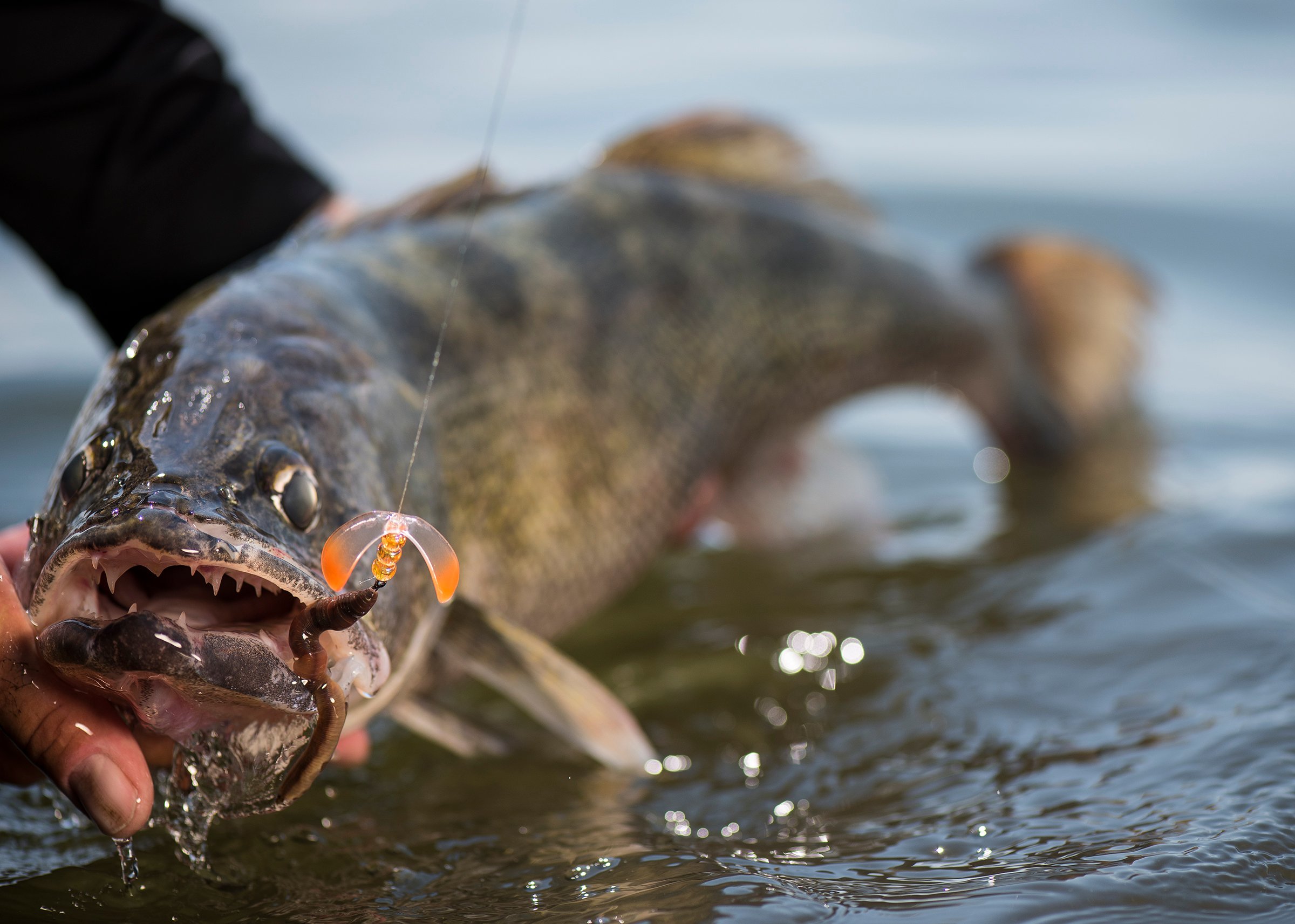 The Perfect Harness for Walleyes and More