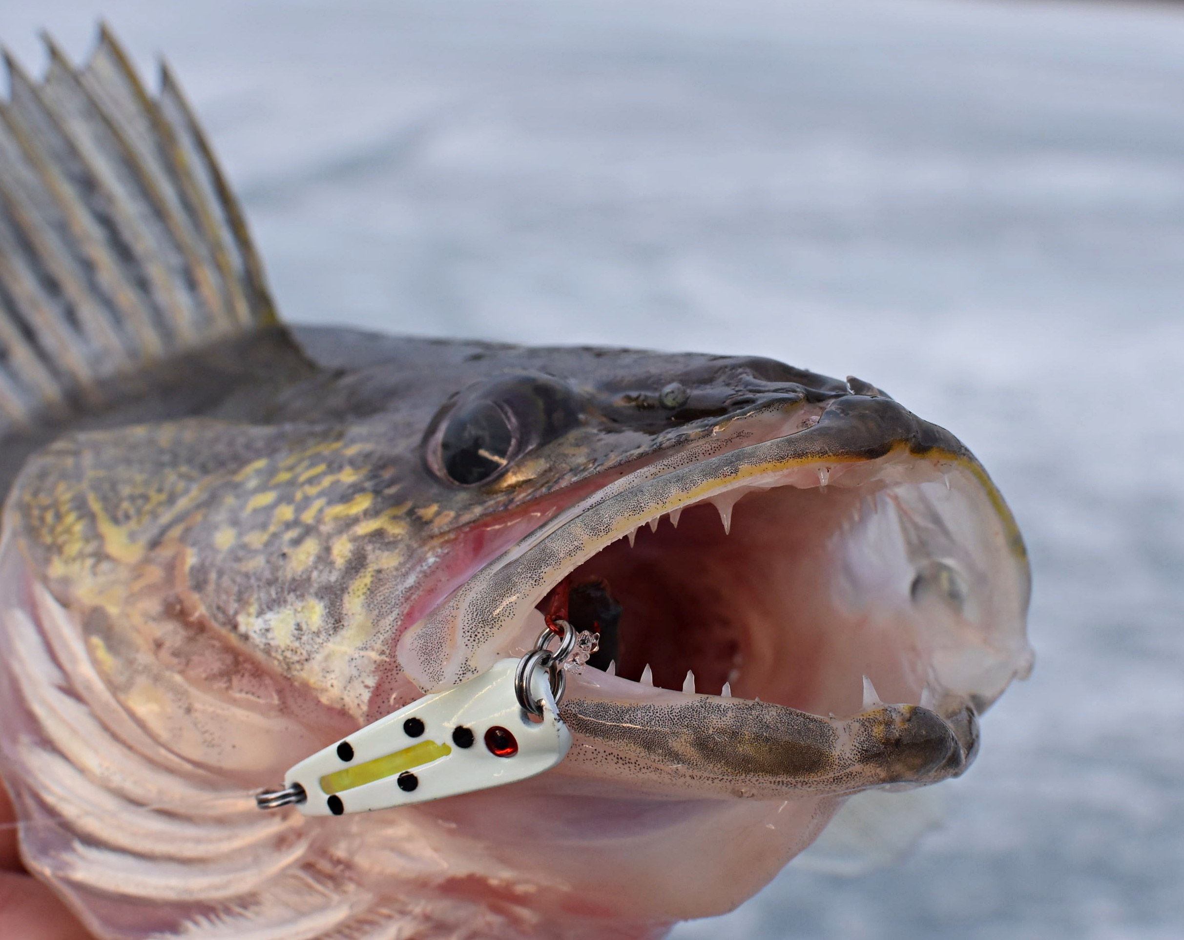 Ice-fishing for walleye? Here's how ice and light conditions their