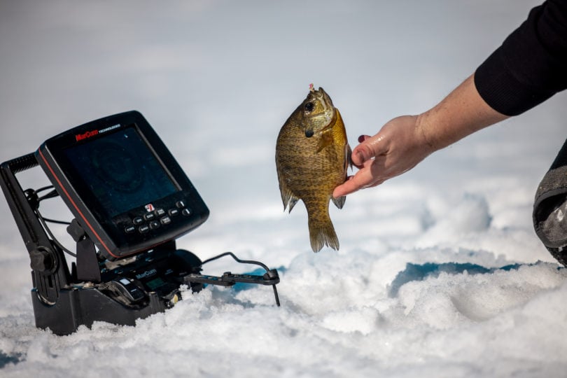 First Ice Panfish Bites  Northland Fishing Tackle
