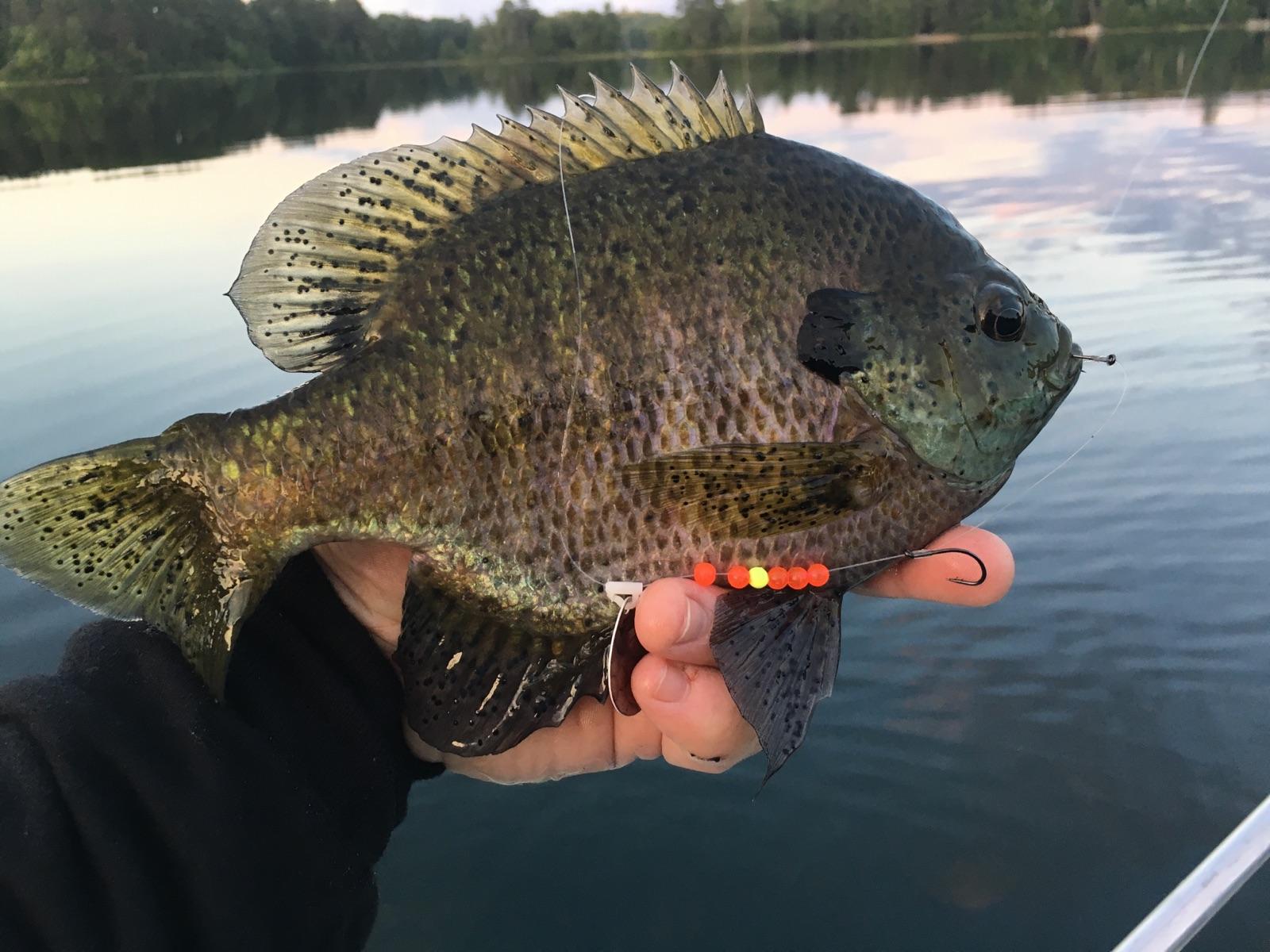 Joel Nelson's Favorite Panfish Baits | Northland Fishing Tackle