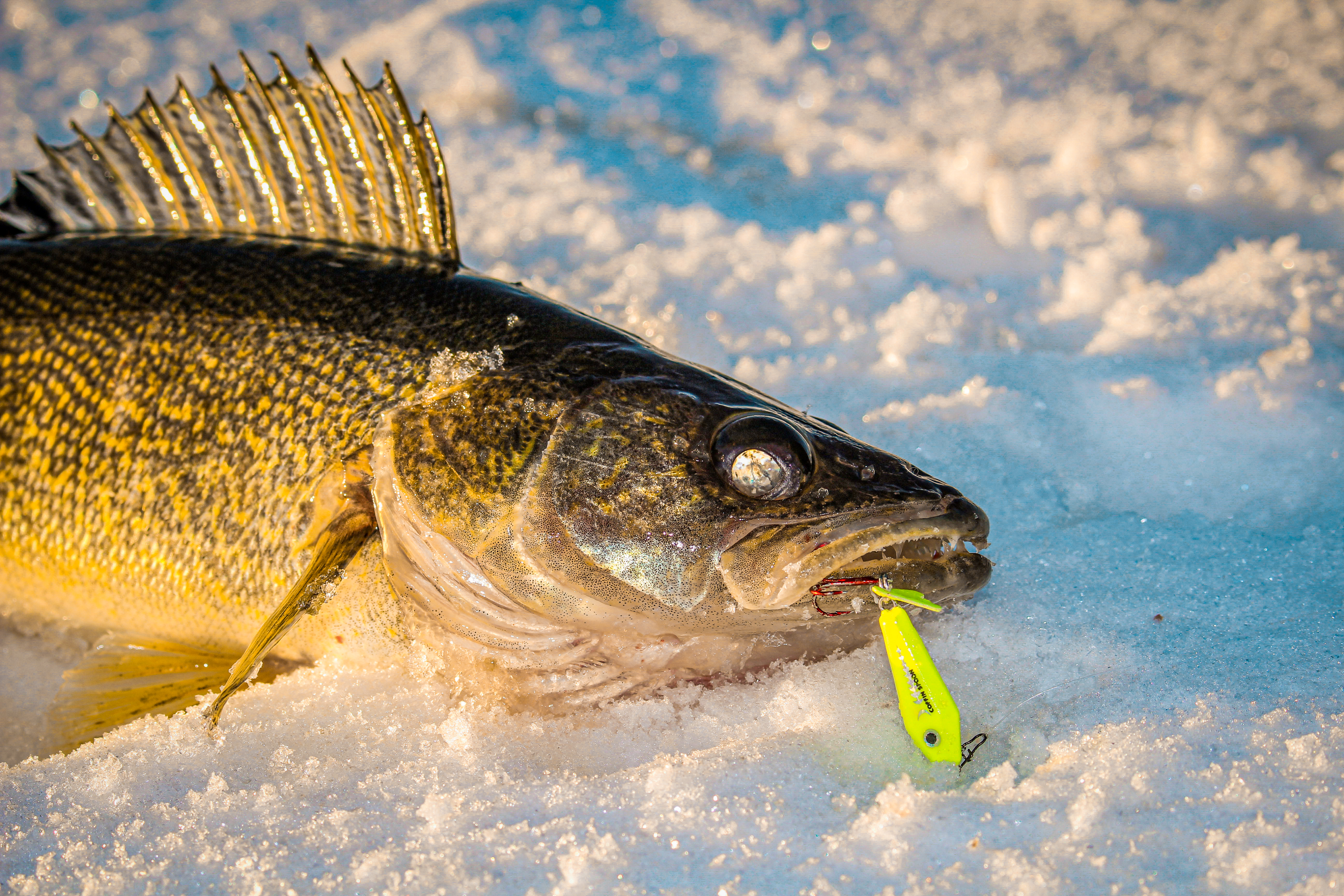 New Super-Glo Ice Lures  Northland Fishing Tackle