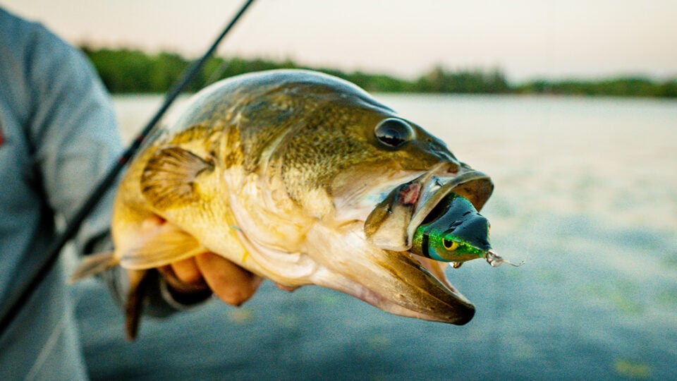 Cover Vs. Structure Frog Fishing