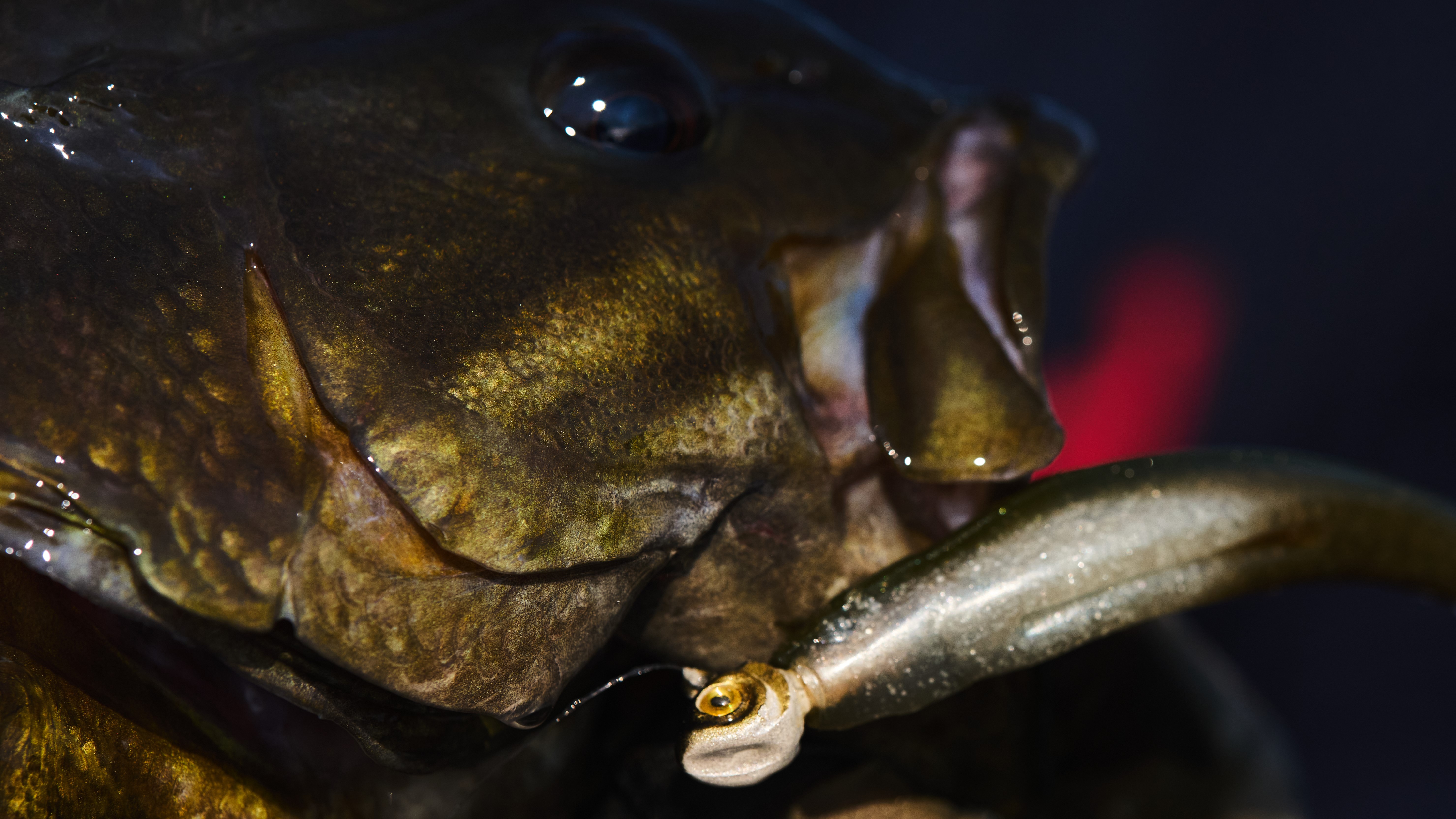 Late Summer Bass Fishing