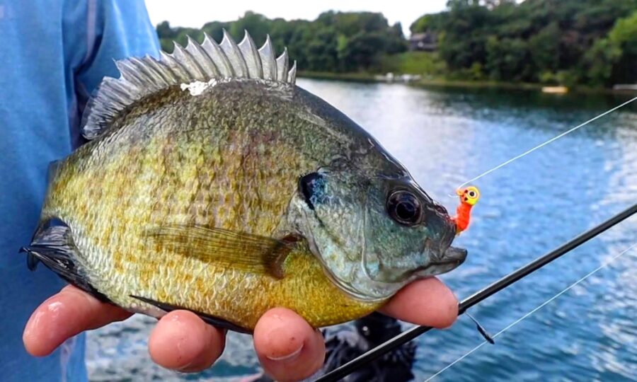 Summer Bluegill Fishing Tips