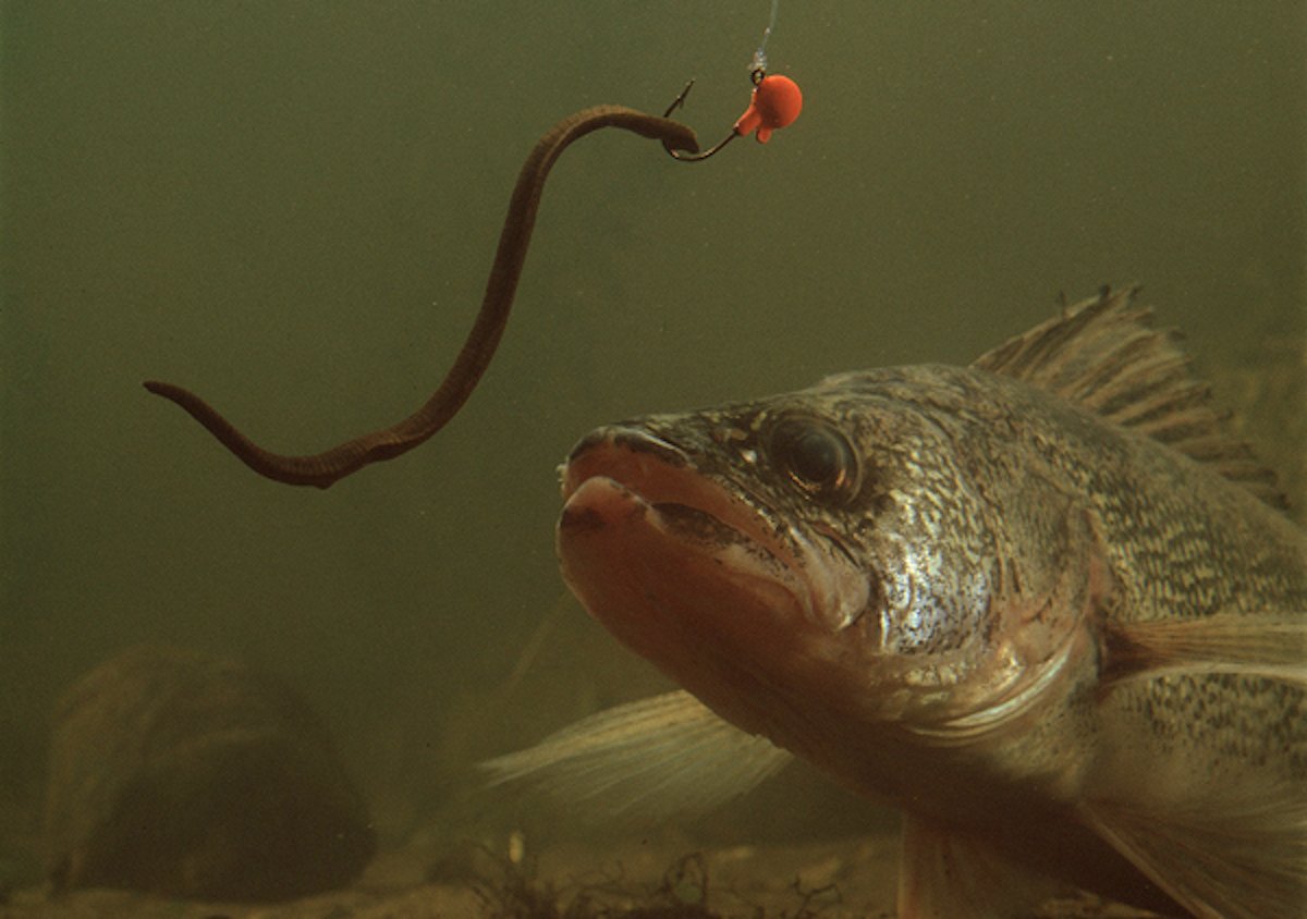 Why you should use “red” baits for panfish. – Target Walleye