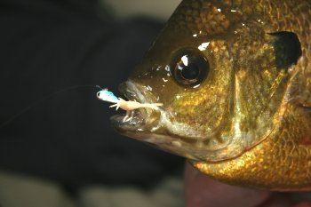 The Chigger ~ Panfish Plastics #1 Micro Fishing Baits