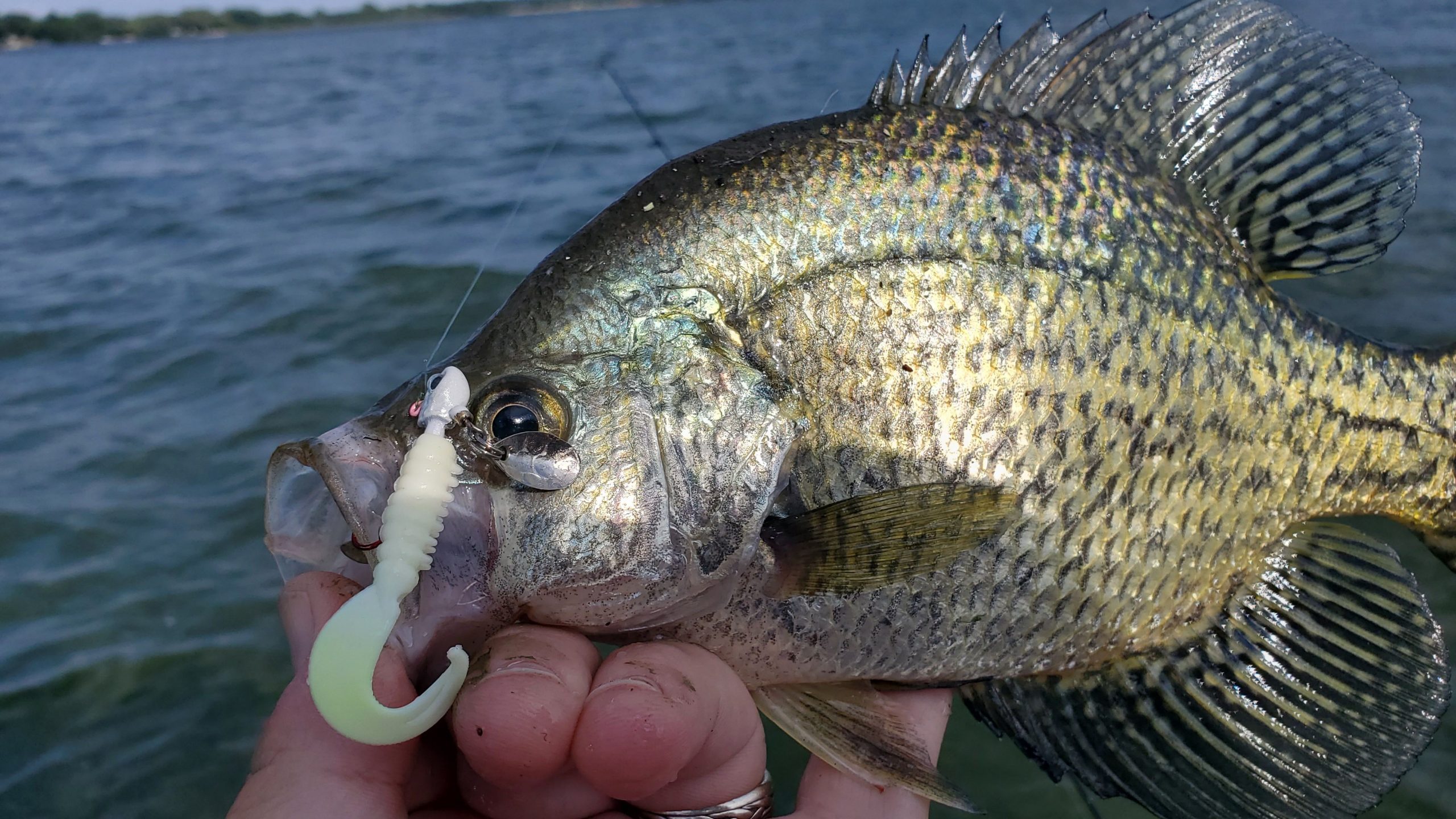 What is this lure? Will crappie bite this and what fish does this